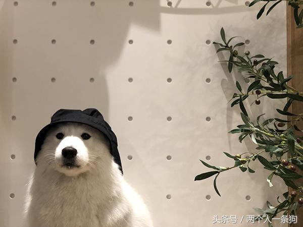 没有养过狗狗的不知道心里有多痛,不建议养萨摩耶的十种理由