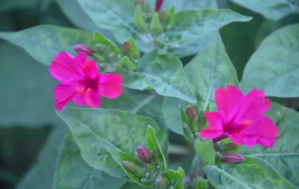 白胭脂花和紫茉莉有什么区别,紫茉莉是不是胭脂花