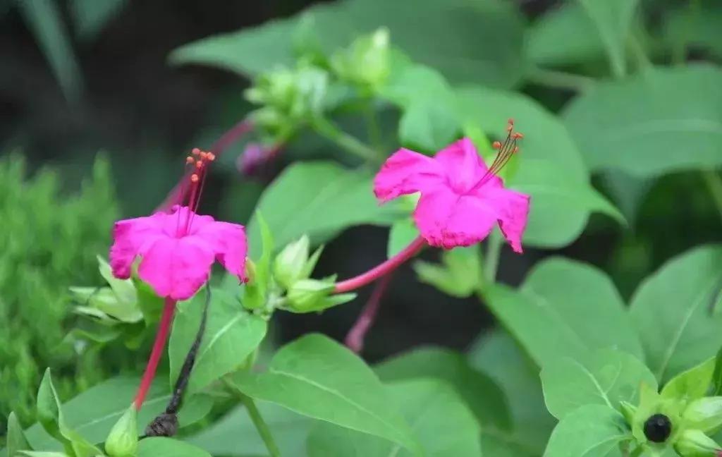 白胭脂花和紫茉莉有什么区别,紫茉莉是不是胭脂花