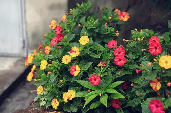 白胭脂花和紫茉莉有什么区别,紫茉莉是不是胭脂花