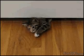 关于猫咪的趣味冷知识,关于猫咪的10个冷知识你知道几个