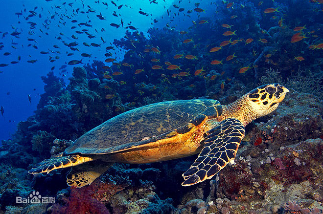 一对夫妻非法买卖玳瑁制品获刑丨检察官：自觉*制抵**非法买卖珍贵濒危野生动物行为
