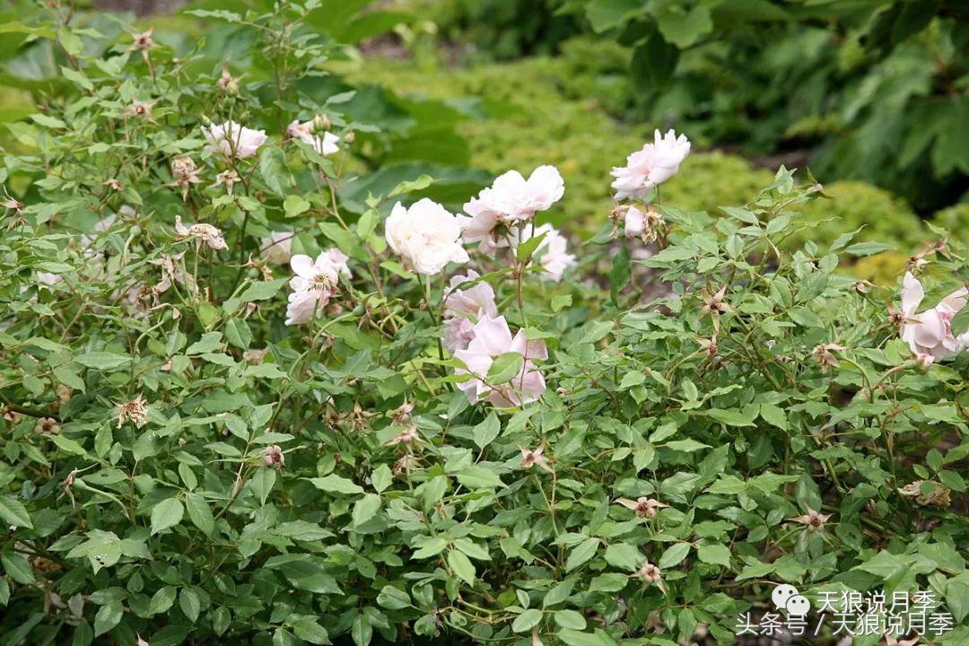 有哪些中国古老月季原生品种,中国四大古典月季