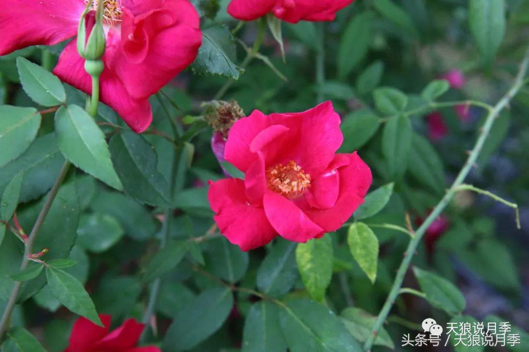 有哪些中国古老月季原生品种,中国四大古典月季