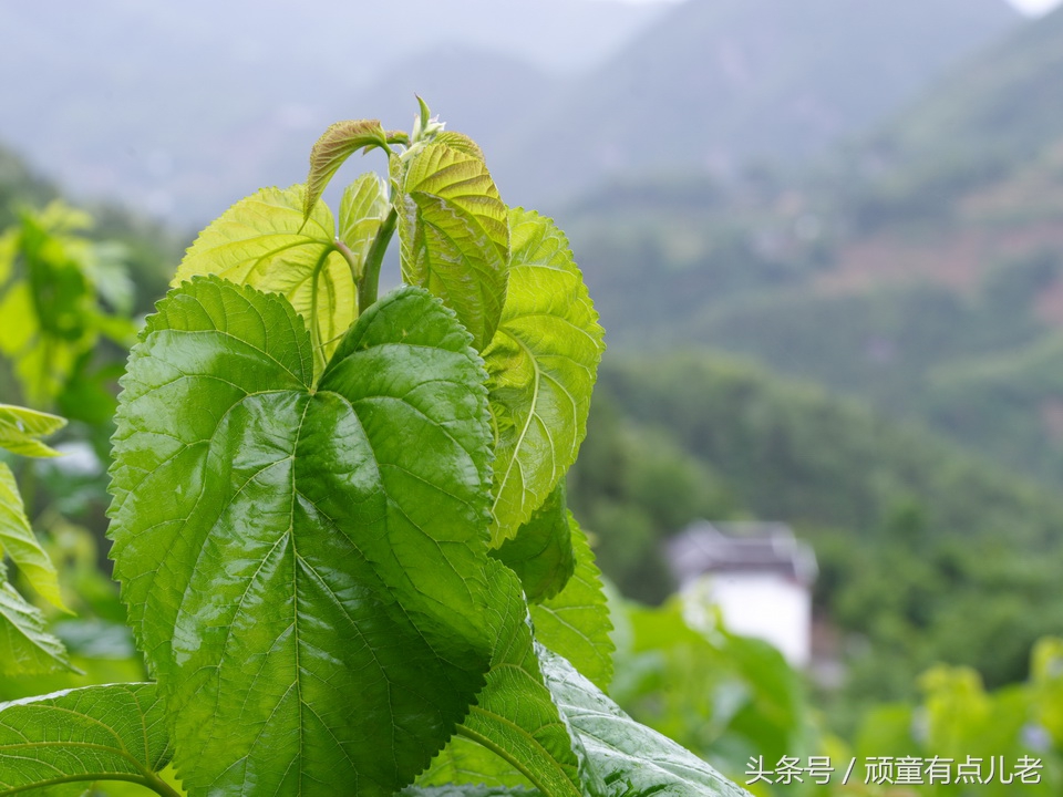 只有清凉无“热火”,川北避暑来“朝天”