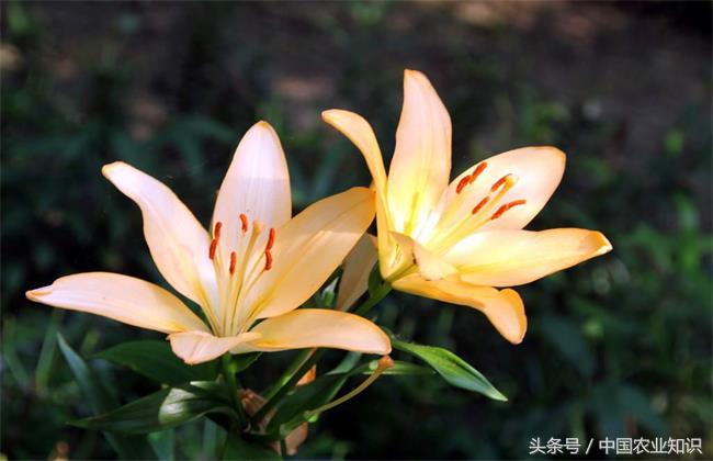 香水百合怎么养过冬,香水百合怎么养才第二次开花