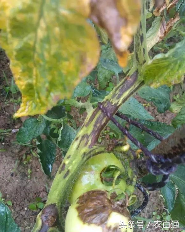 防治番茄病毒病最好农药,番茄病毒病的防治方法