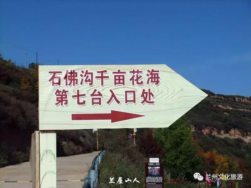 鲁冰花花海哪里可以看,兰州千亩鲁冰花