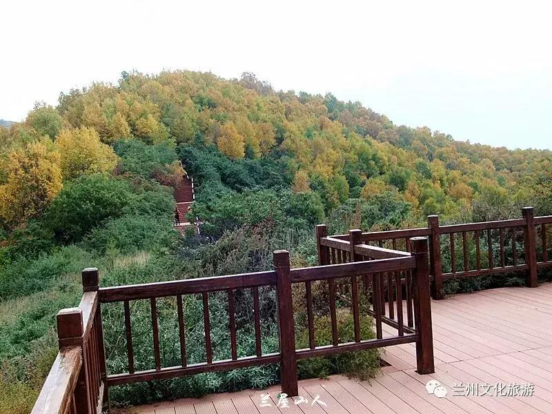 鲁冰花花海哪里可以看,兰州千亩鲁冰花