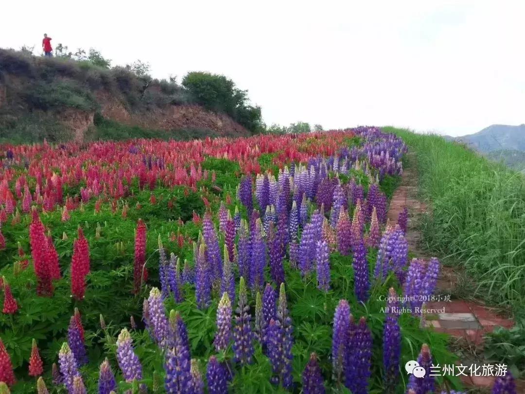 鲁冰花花海哪里可以看,兰州千亩鲁冰花