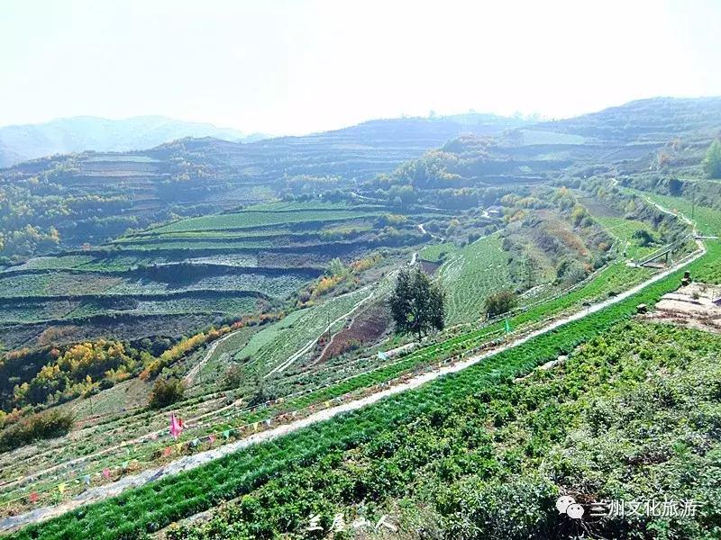 鲁冰花花海哪里可以看,兰州千亩鲁冰花