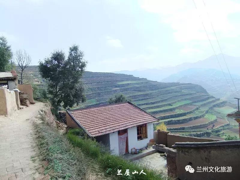 鲁冰花花海哪里可以看,兰州千亩鲁冰花