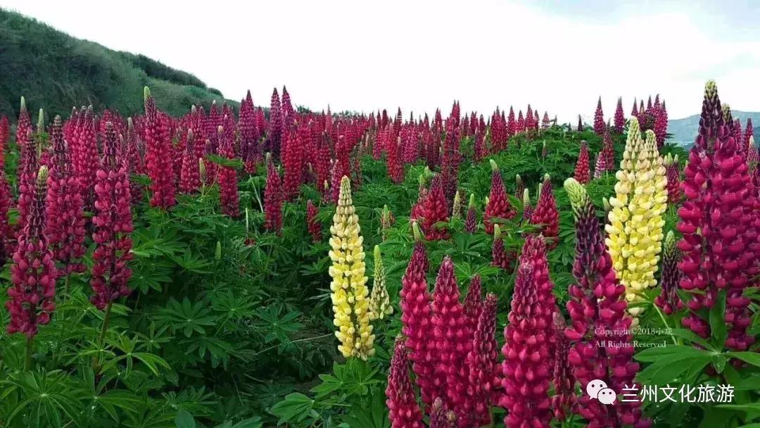 鲁冰花花海哪里可以看,兰州千亩鲁冰花
