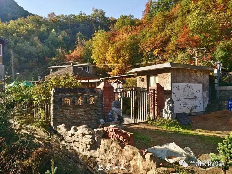 鲁冰花花海哪里可以看,兰州千亩鲁冰花