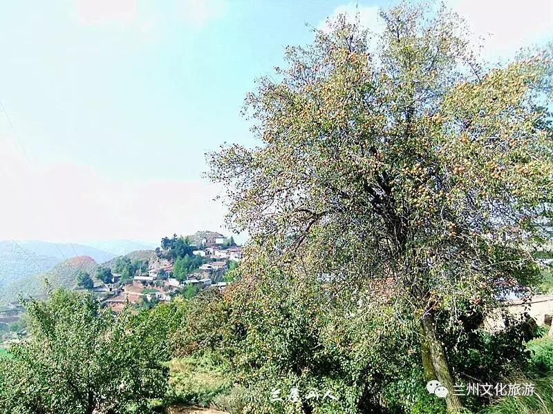 鲁冰花花海哪里可以看,兰州千亩鲁冰花