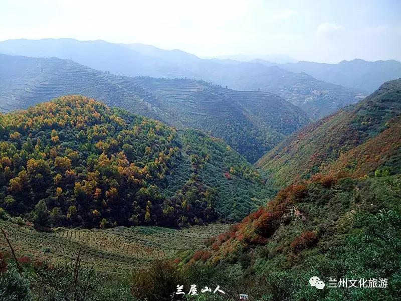 鲁冰花花海哪里可以看,兰州千亩鲁冰花