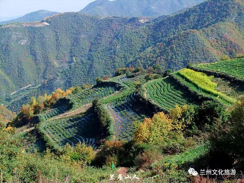 鲁冰花花海哪里可以看,兰州千亩鲁冰花