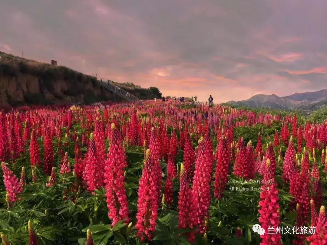 鲁冰花花海哪里可以看,兰州千亩鲁冰花
