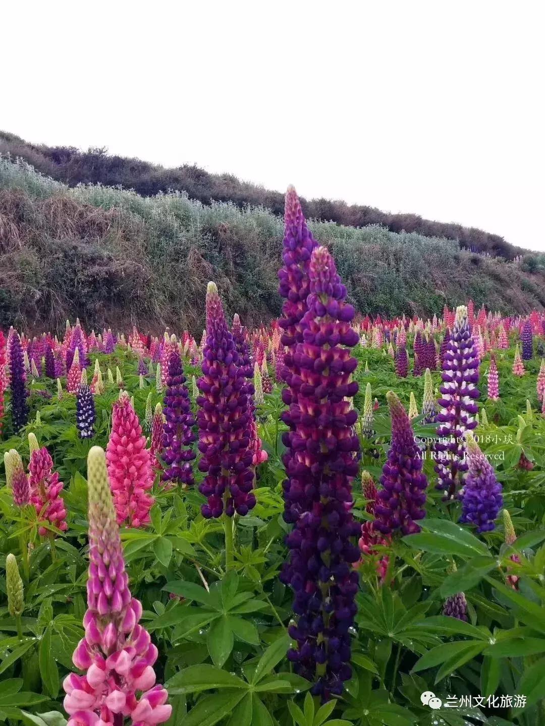 鲁冰花花海哪里可以看,兰州千亩鲁冰花