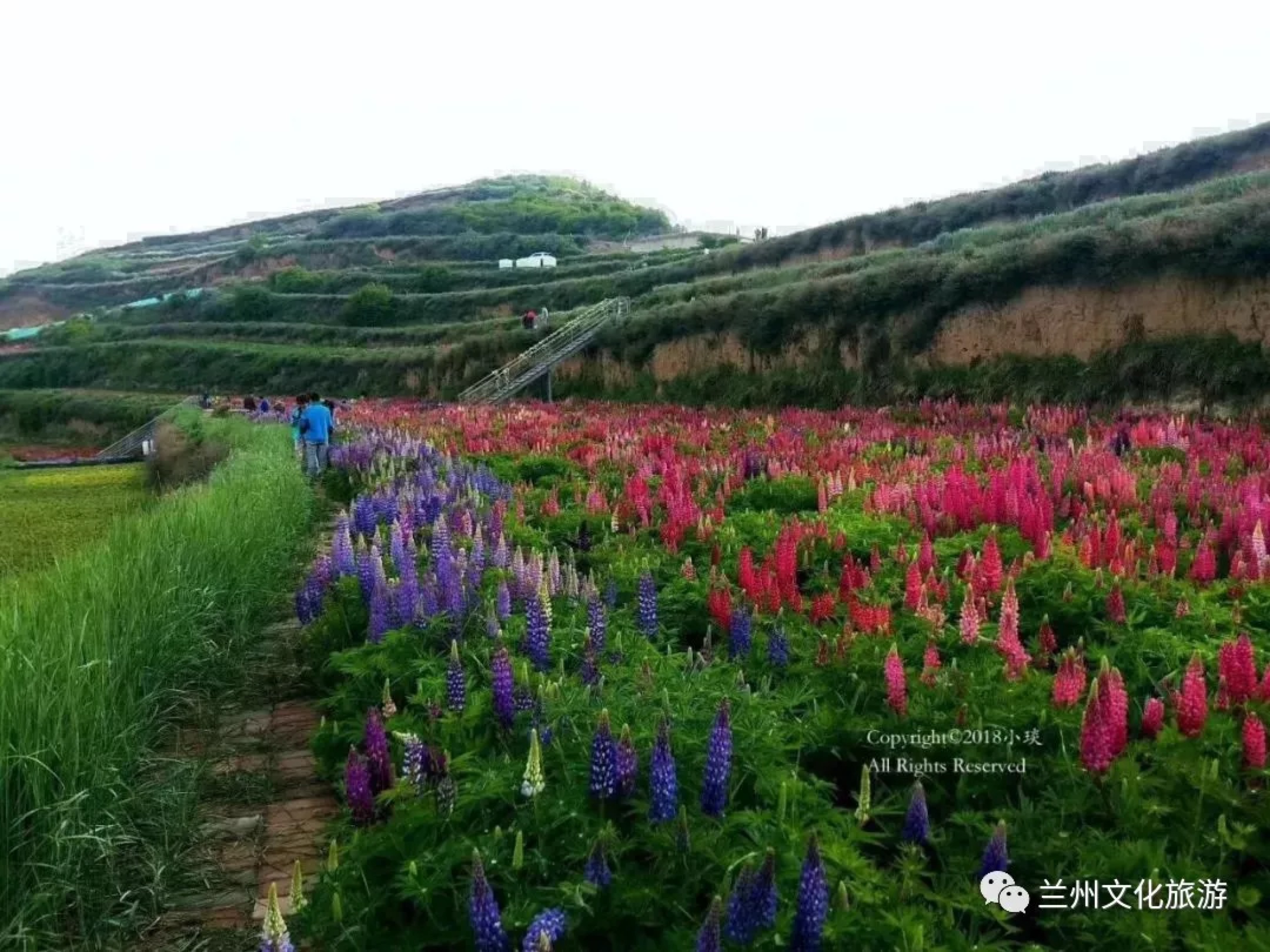 鲁冰花花海哪里可以看,兰州千亩鲁冰花