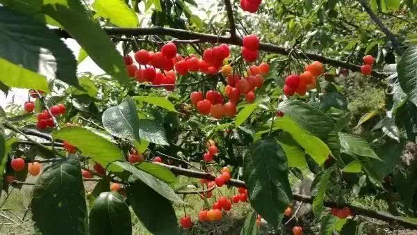 资产近3亿！昆山最有钱的7个村，姑娘争着抢着嫁进来