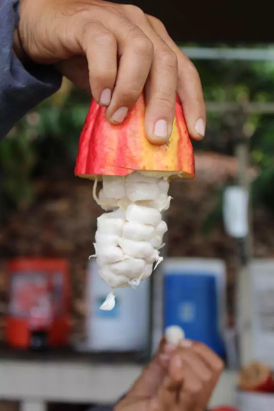 巧克力是怎么发明的视频,科普巧克力是怎么诞生的纪录片