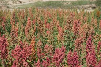 风靡全球的网红食物藜麦,新品藜麦