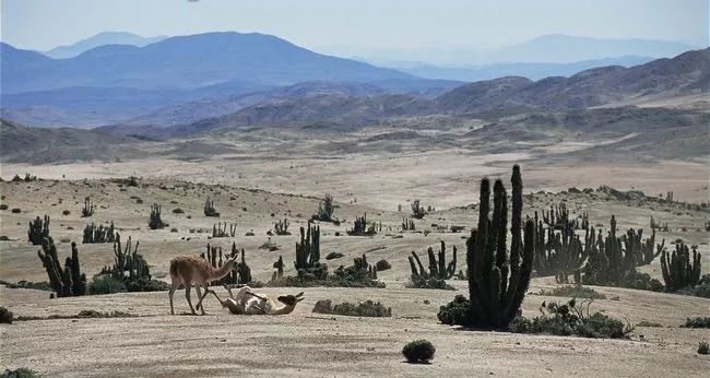 羊驼吐口水当时我想跟它互动一下,羊驼怎么才可以不吐口水