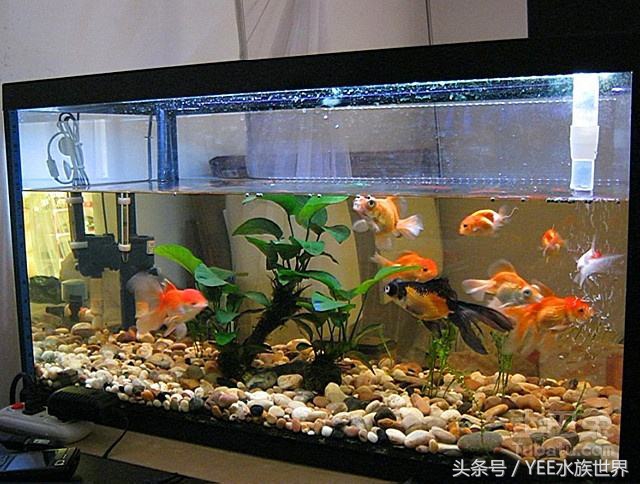 鱼缸里的水没有鱼能除硝化细菌吗,硝化细菌分解鱼粪残留鱼缸