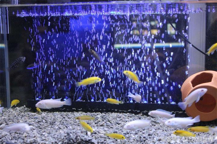 鱼缸里的水没有鱼能除硝化细菌吗,硝化细菌分解鱼粪残留鱼缸