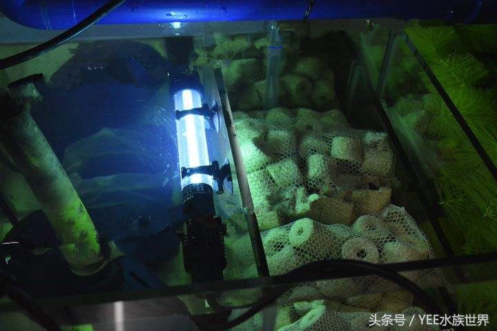 鱼缸里的水没有鱼能除硝化细菌吗,硝化细菌分解鱼粪残留鱼缸