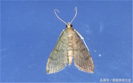 如何预防茉莉病虫害,茉莉怎么治虫害