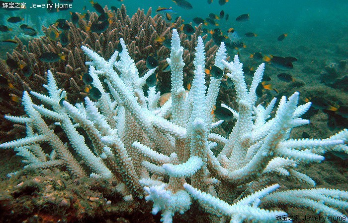 红珊瑚孩儿面,阿卡沙丁momo红珊瑚对比