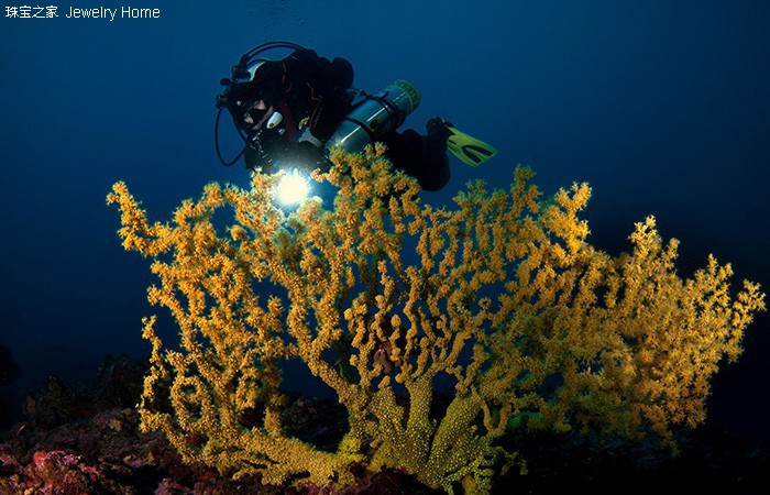 红珊瑚孩儿面,阿卡沙丁momo红珊瑚对比