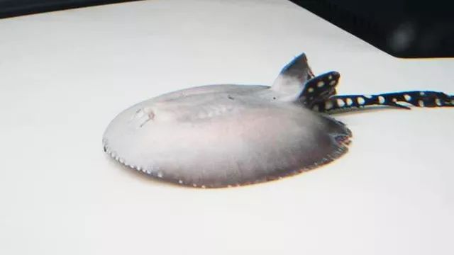 皇冠魟鱼换水,黑白皇冠魟鱼脱膜怎么办