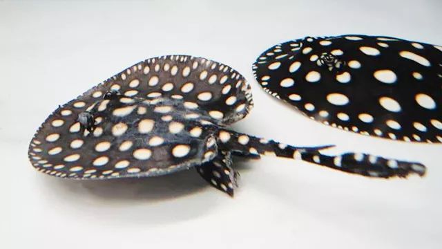 皇冠魟鱼换水,黑白皇冠魟鱼脱膜怎么办