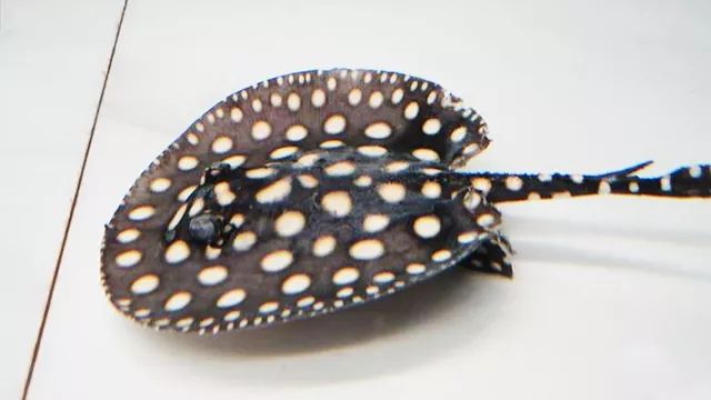 皇冠魟鱼换水,黑白皇冠魟鱼脱膜怎么办