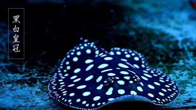 皇冠魟鱼换水,黑白皇冠魟鱼脱膜怎么办