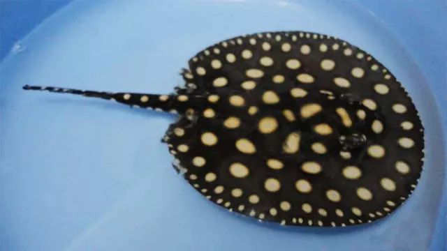 皇冠魟鱼换水,黑白皇冠魟鱼脱膜怎么办