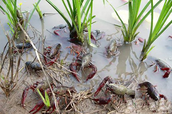 水产养虾技术新手入门,新手养殖淡水虾怎么养
