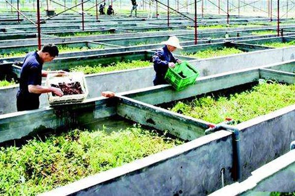 水产养虾技术新手入门,新手养殖淡水虾怎么养