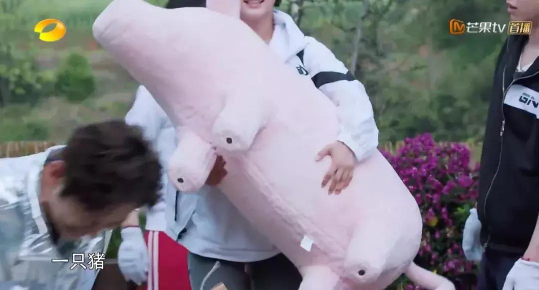 看向往的生活能学会什么,看向往的生活后的感想