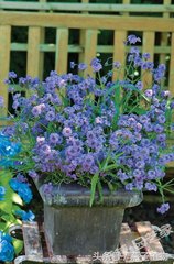 什么花和绿萝一样好养,比绿萝好养好看的花草