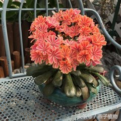 什么花和绿萝一样好养,比绿萝好养好看的花草