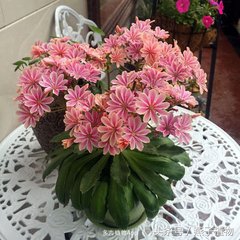 什么花和绿萝一样好养,比绿萝好养好看的花草