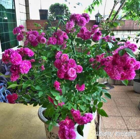 什么花和绿萝一样好养,比绿萝好养好看的花草