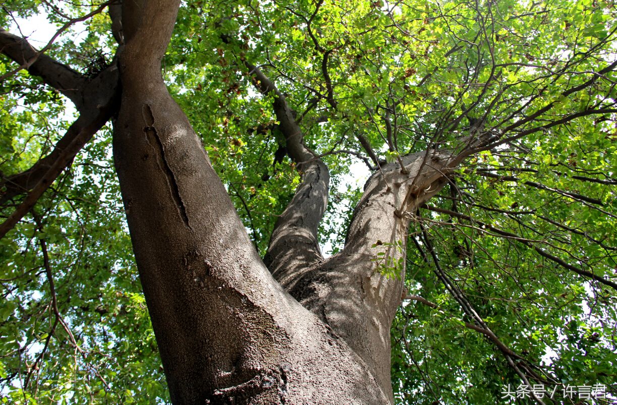 百年皂角树简介,赞美千年的皂角树