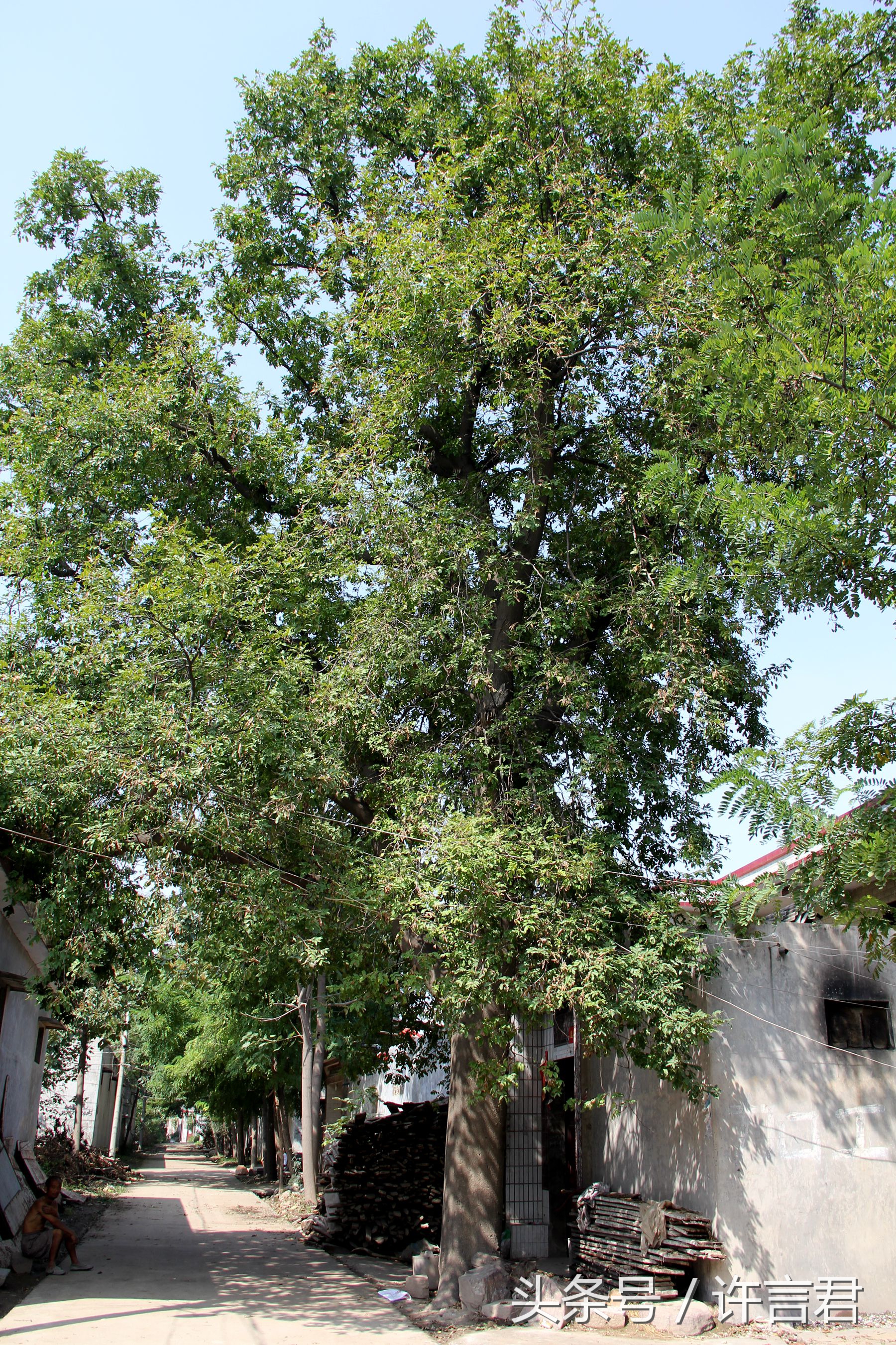 百年皂角树简介,赞美千年的皂角树