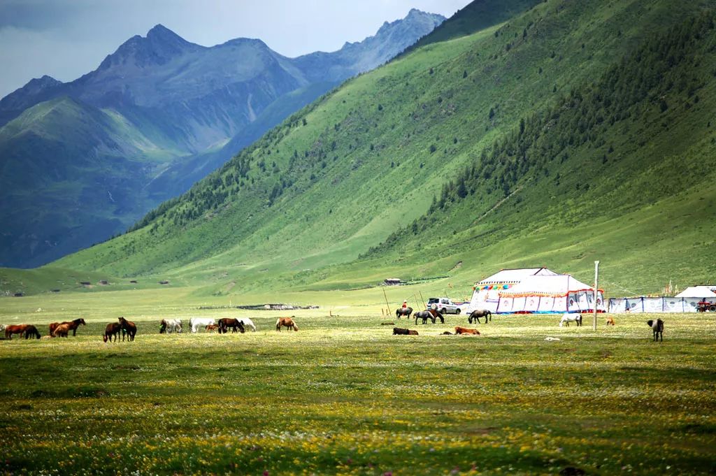 现在国内旅游最值得去的草原 (一生要去的草原呼伦贝尔大草原)