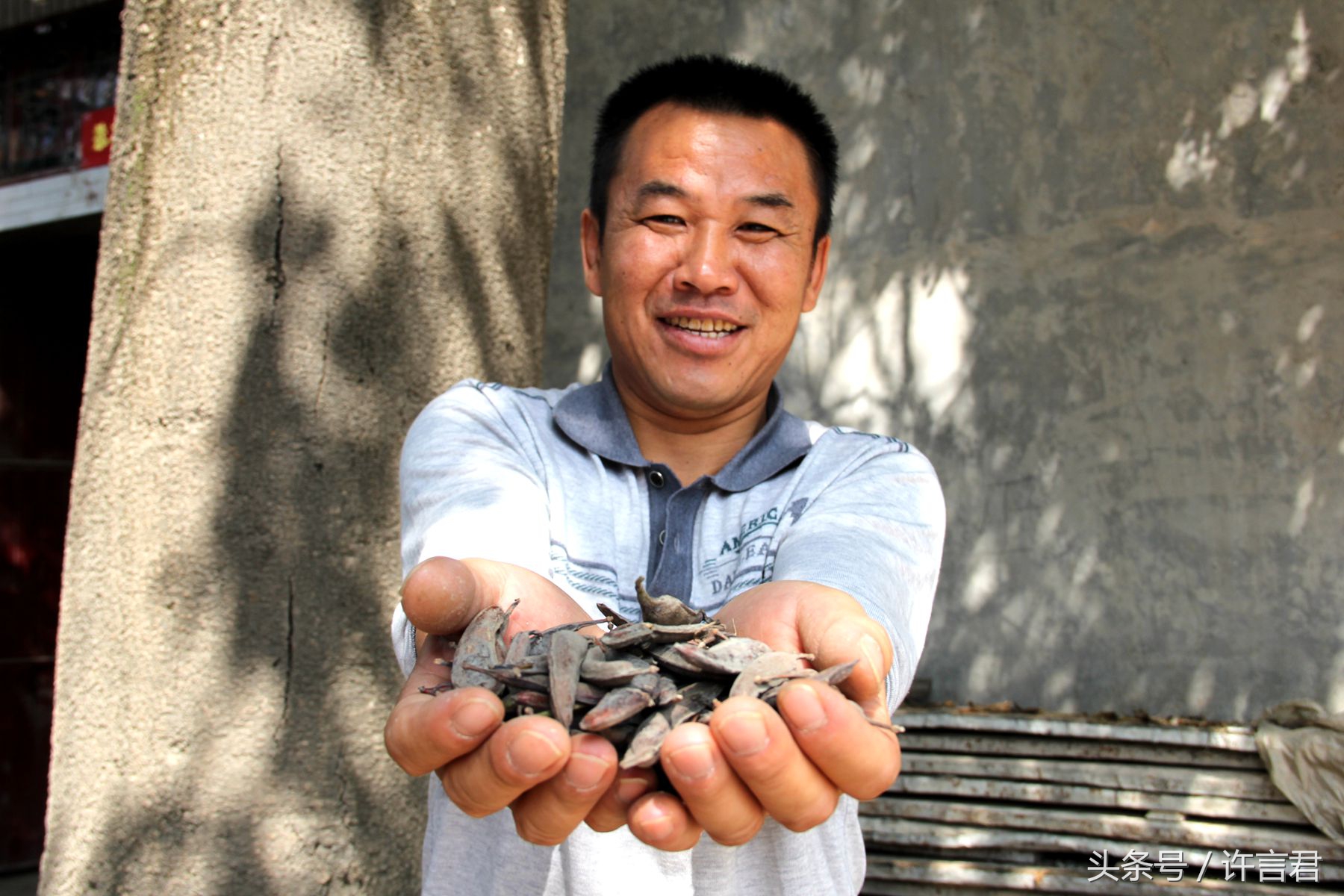 百年皂角树简介,赞美千年的皂角树